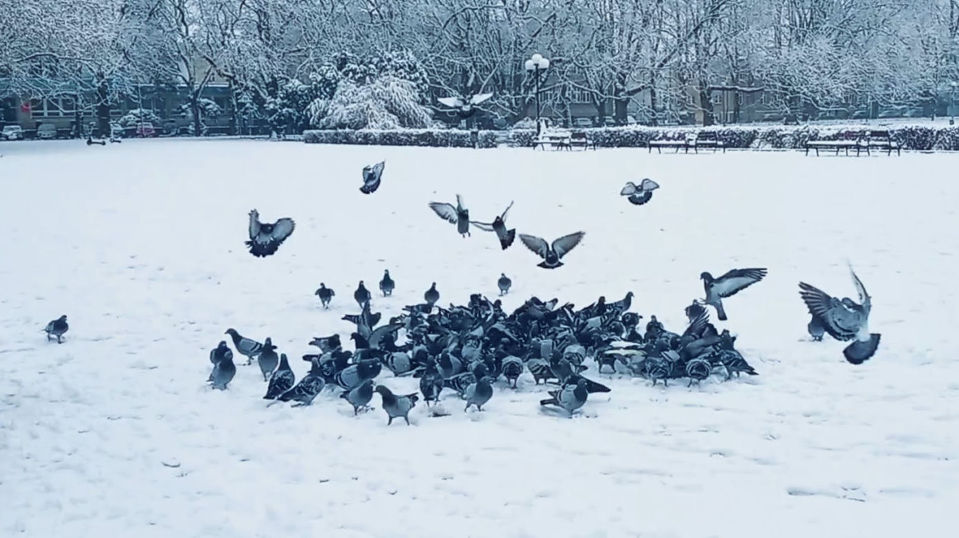 Pierwszy śnieg w Szczecinie