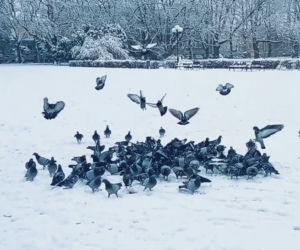 Pierwszy śnieg w Szczecinie