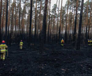 Strażacy przeczesują pogorzelisko w Puszczy Solskiej