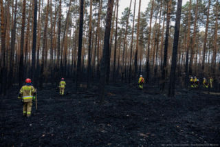 Strażacy przeczesują pogorzelisko w Puszczy Solskiej