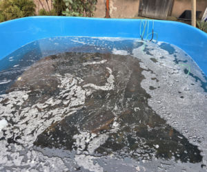 Siostry Benedyktynki ze Staniątek rozpoczęły sprzedaż karpia