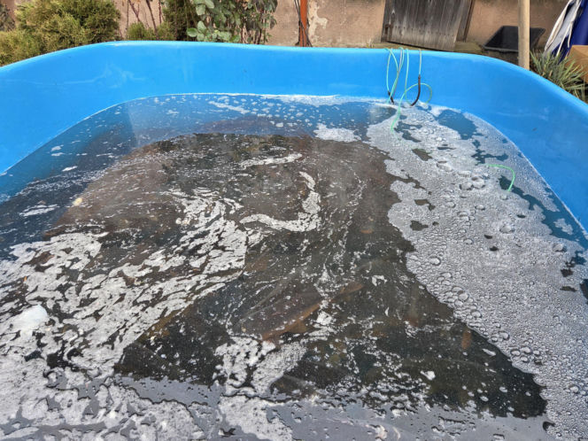 Siostry Benedyktynki ze Staniątek rozpoczęły sprzedaż karpia