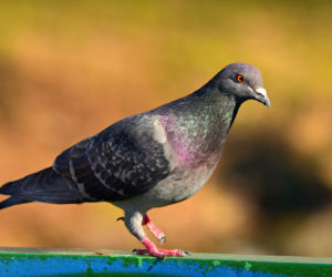 Dziki SOR w nowym miejscu, pierwsi pacjenci już wrócili do zdrowia