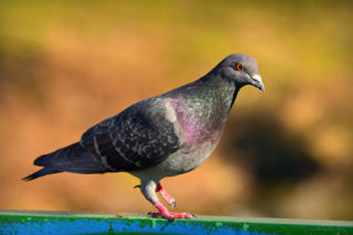 Dziki SOR w nowym miejscu, pierwsi pacjenci już wrócili do zdrowia
