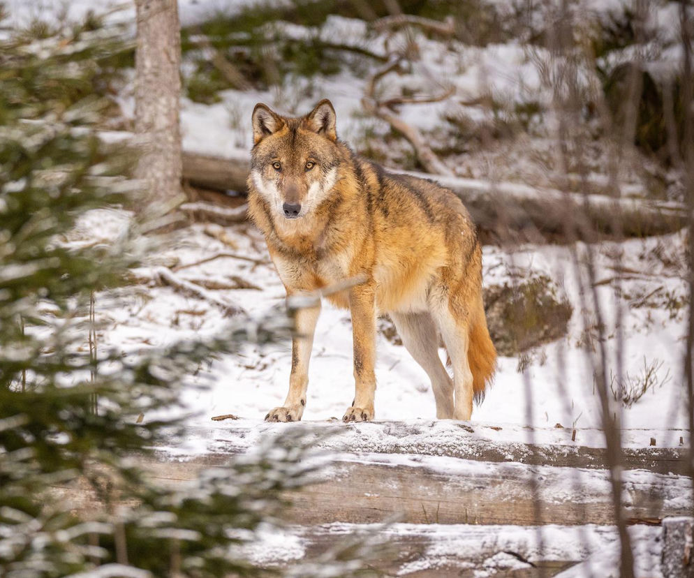 Wilk porwał psa z posesji. Gmina apeluje do mieszkańców