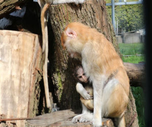 Chorzów: Otwarcie zoo i OGROMNA kolejka! Każdy chce zobaczyć pingwiny