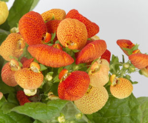 Pantofelnik (Calceolaria)