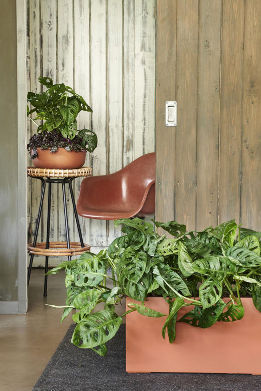 Monstera