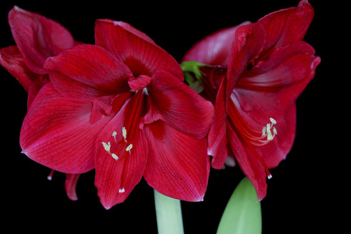 Hippeastrum