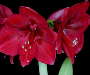 Hippeastrum