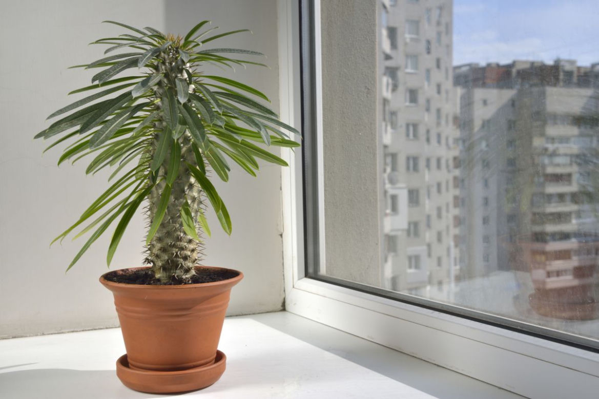 Pachypodium Lamera