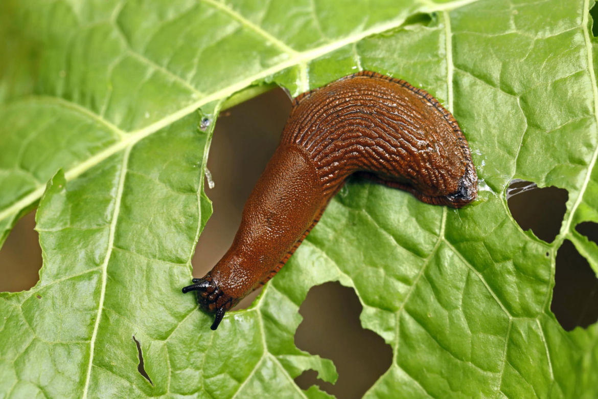 Ślimak
