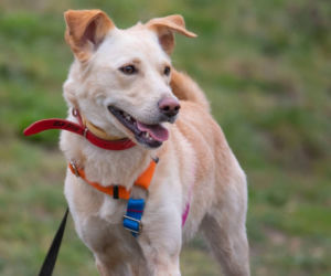 PIES DO ADOPCJI - Bella