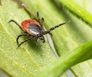 Czescy naukowcy nie mają wątpliwości: kleszcze uwielbiają tę grupę krwi. Osoby, które ją posiadają, przyciągają je jak magnes