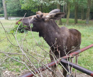 Mała samiczka łosia zgubiła mamę. Schronienie znalazła w bydgoski zoo [ZDJĘCIA, WIDEO]