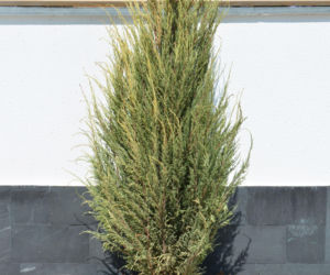 Jałowiec skalny 'Skyrocket'