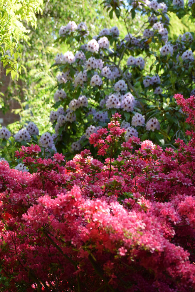 Różaneczniki i azalie