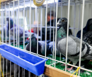 Katowice stolicą gołębiarstwa. Za nami 17. edycja EXPOGołębie. To największa tego typu impreza w Europie