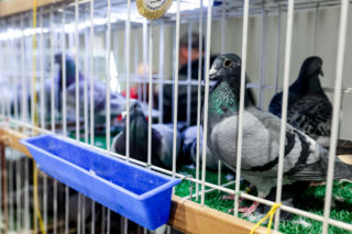 Katowice stolicą gołębiarstwa. Za nami 17. edycja EXPOGołębie. To największa tego typu impreza w Europie