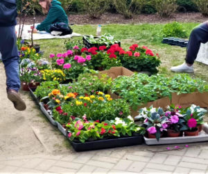 Pchli targ na Pogodnie