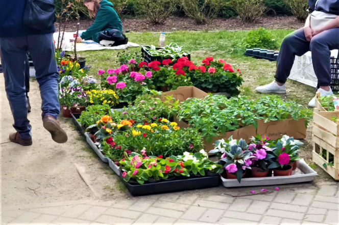 Pchli targ na Pogodnie