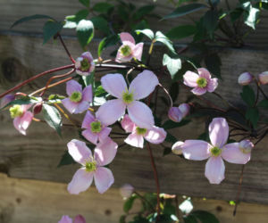 Powojnik górski