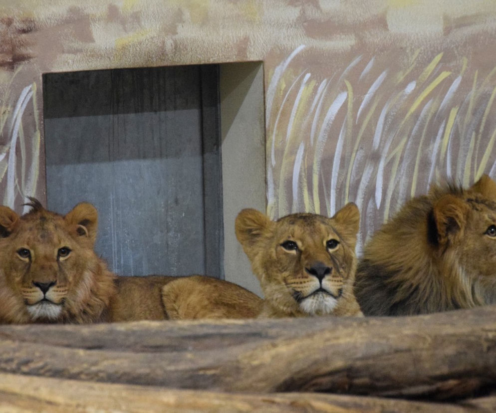 Zwierzęta z terenów ogarniętych wojną znalazły bezpieczne schronienie w poznańskim zoo