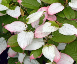 aktinidia
