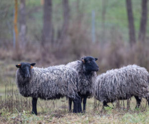 Nie lekarz, nie tabletki – owce! Niezwykła terapia spod Poznania