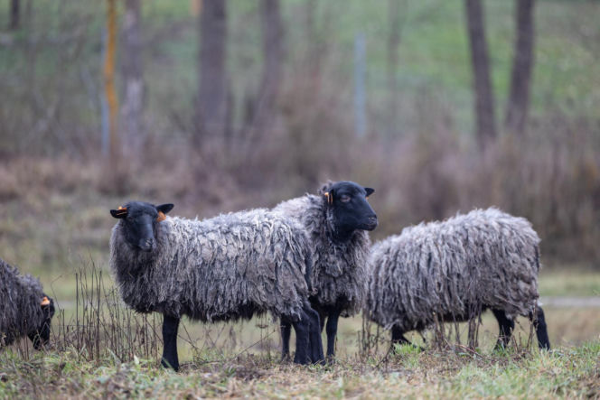 Nie lekarz, nie tabletki – owce! Niezwykła terapia spod Poznania