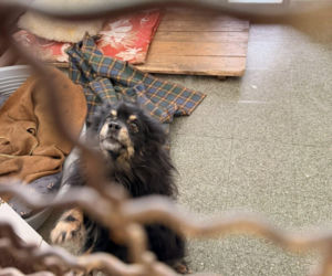 Siarczysty mróz zagraża zwierzętom! Krakowskie schronisko pilnie szuka domów tymczasowych