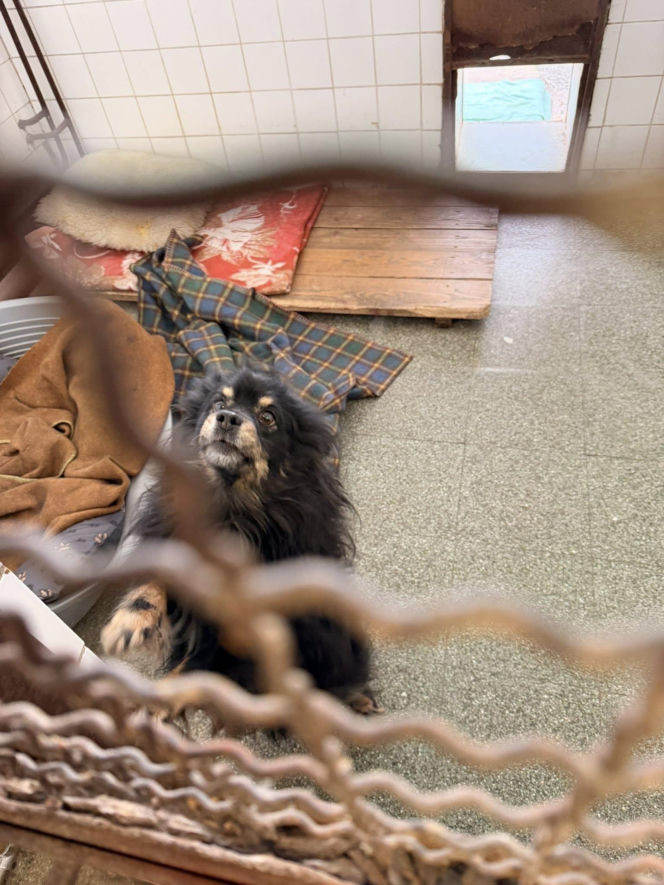 Siarczysty mróz zagraża zwierzętom! Krakowskie schronisko pilnie szuka domów tymczasowych