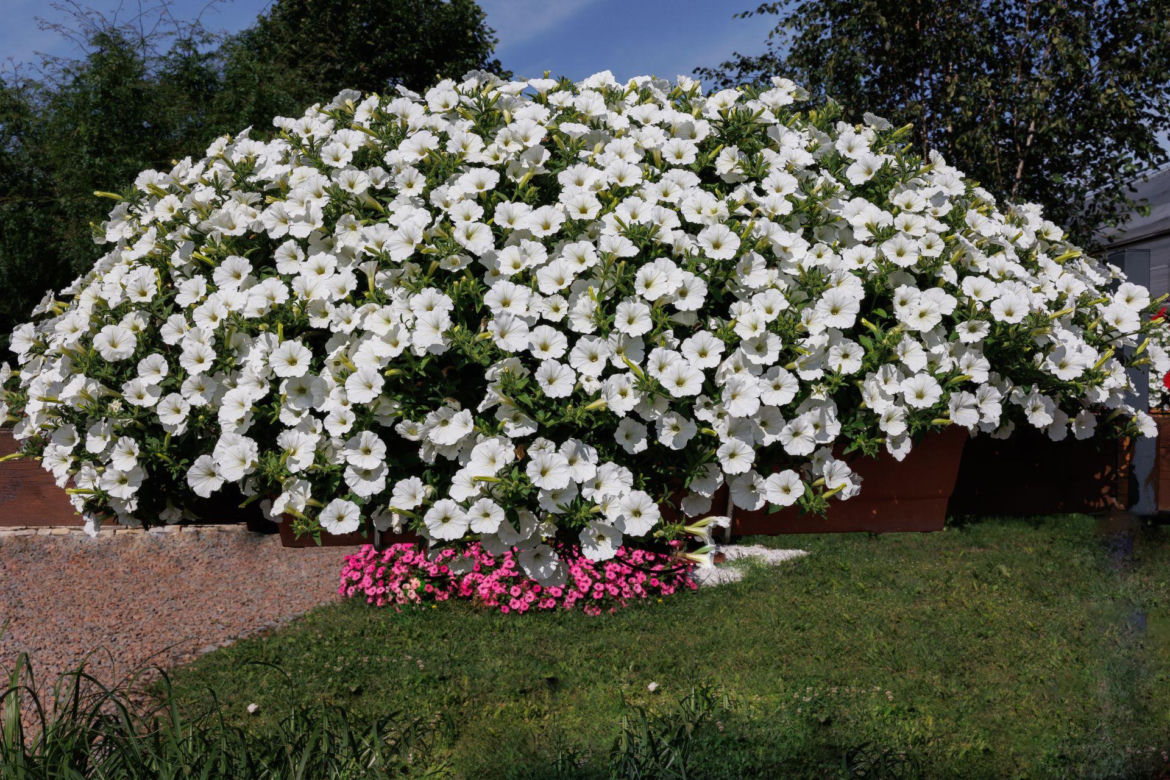 Supertunia Vista