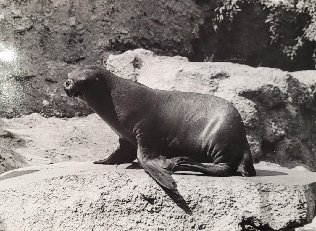 Łódzkie zoo w latach 70.
