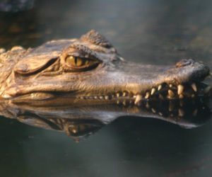 Tak wyglądają zwierzęta mieszkające w śląskim ZOO