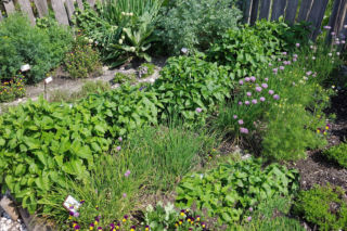 Wybieramy najcenniejsze zioła do ogrodu. Mają moc i leczą! Jakie zioła wybrać i jak uprawiać?