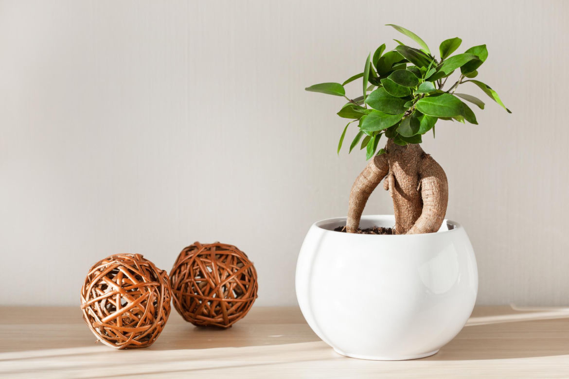 Ficus microcarpa 'Ginseng'
