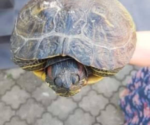 Bełchatów: Zabłąkany żółw trafił z ulicy prosto na komendę! Teraz czeka na swojego właściciela 