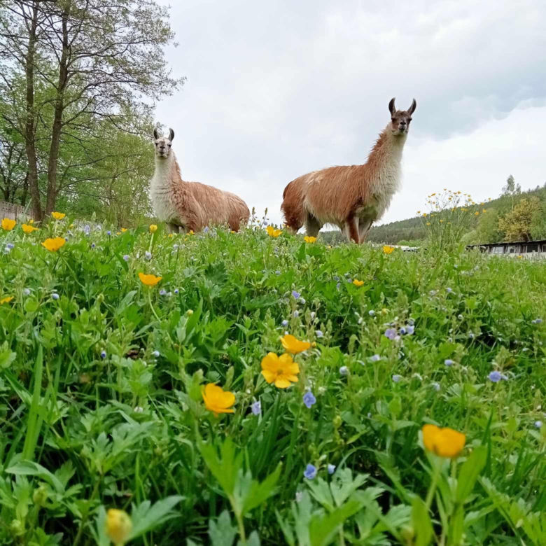 Skansen Wambierzyce