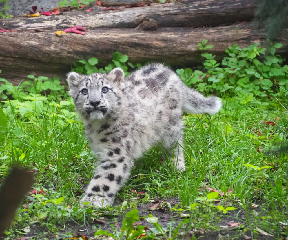 Irbisy z warszawskiego zoo. Harce młodych kotów