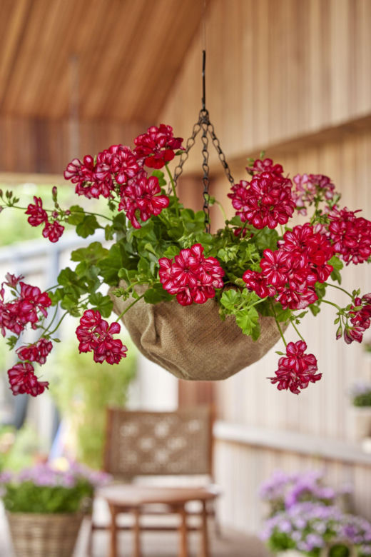 Wiszące pelargonie