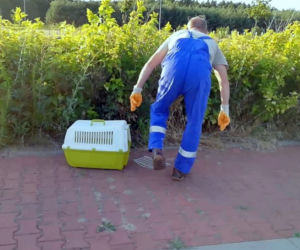 Inspektorzy Transportu Drogowego uratowali kotka
