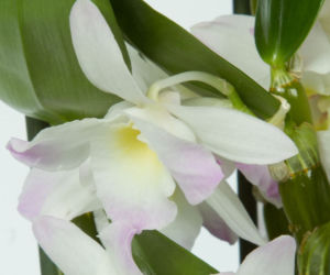 Dendrobium