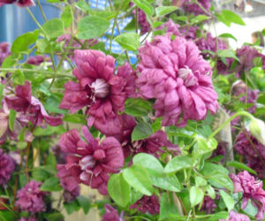 Powojnik 'Purpurea Plena Elegans'