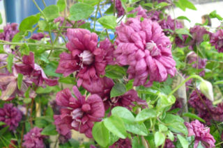 Powojnik 'Purpurea Plena Elegans' - Clematis 'Purpurea Plena Elegans'
