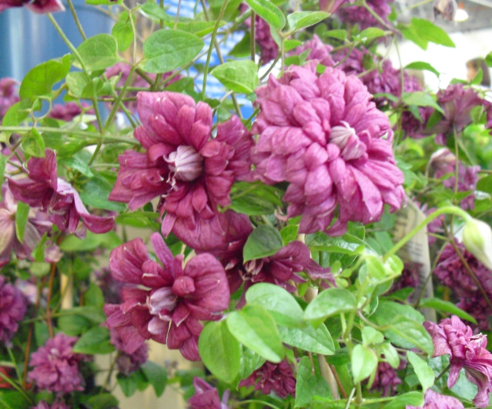 Powojnik 'Purpurea Plena Elegans'