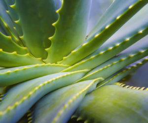 Aloes