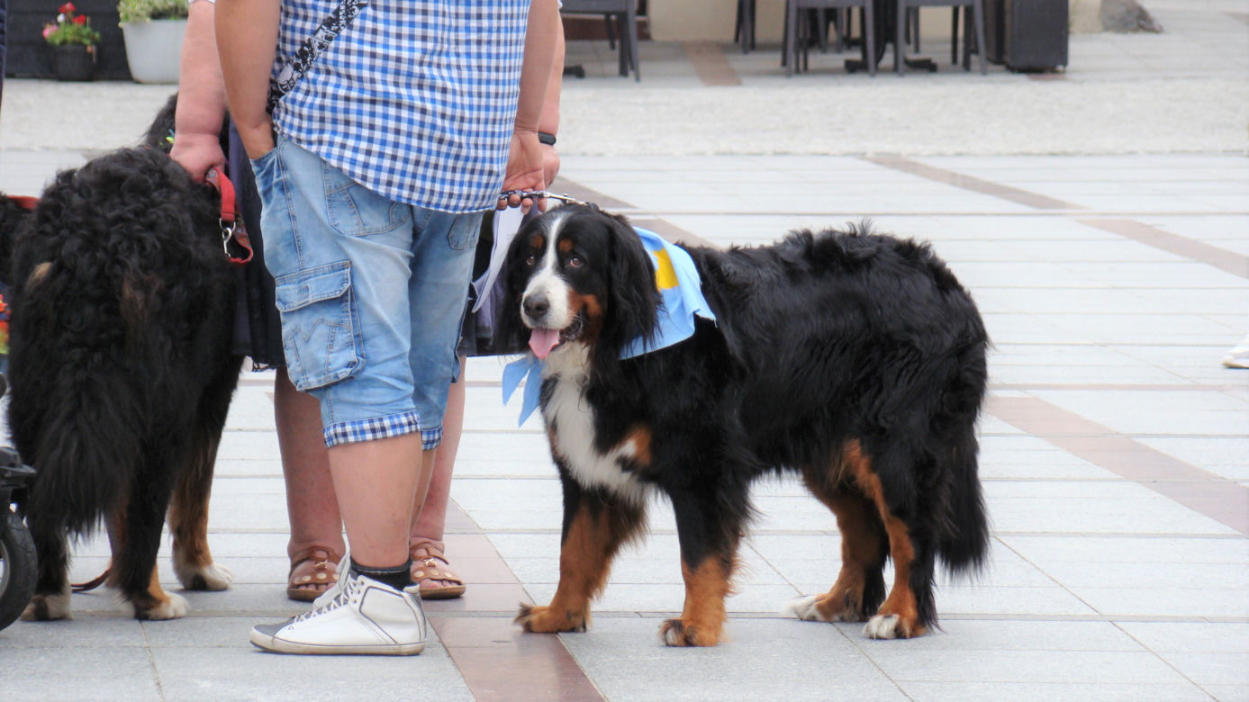Tarnów w Tricolorze - Zjazd Berneńczyków
