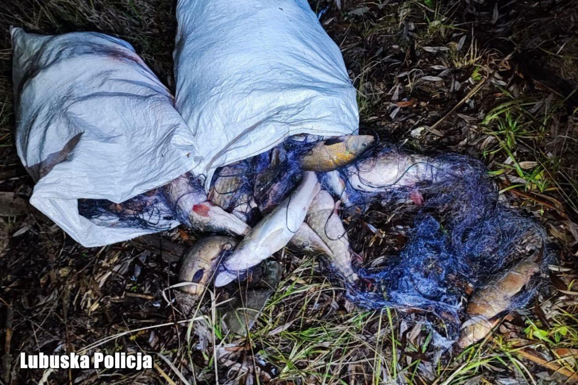 Kłusowali na oczach policji