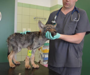 Ośrodek Rehabilitacji Zwierząt Chronionych w Przemyślu